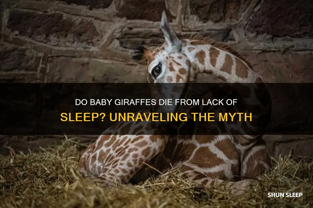 do baby giraffes die from not being able to sleep