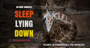 Do Baby Giraffes Sleep Lying Down? Unveiling Their Unique Resting Habits