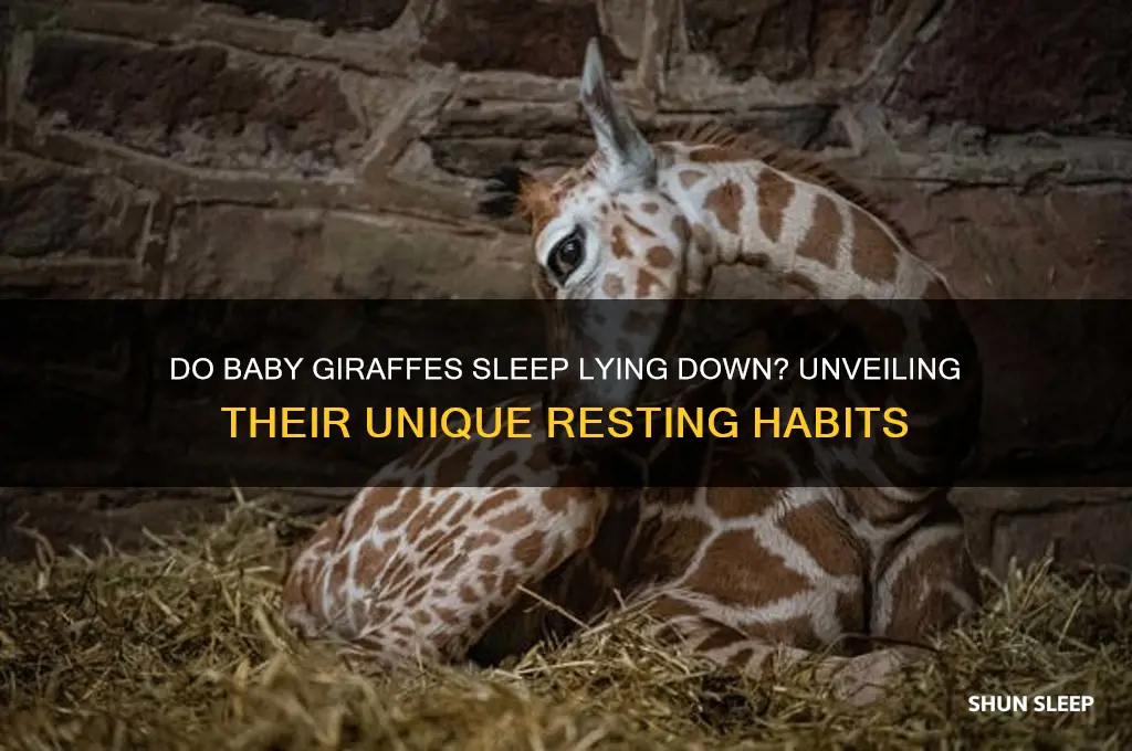 do baby giraffes sleep lying down