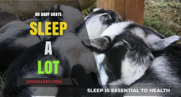 How Much Do Baby Goats Sleep? Uncovering Their Restful Habits