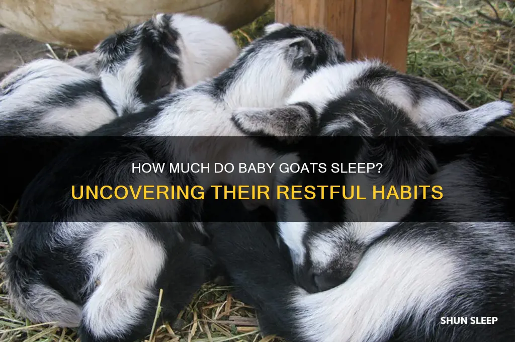 do baby goats sleep a lot