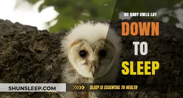 Do Baby Owls Lay Down to Sleep? Uncovering Their Resting Habits