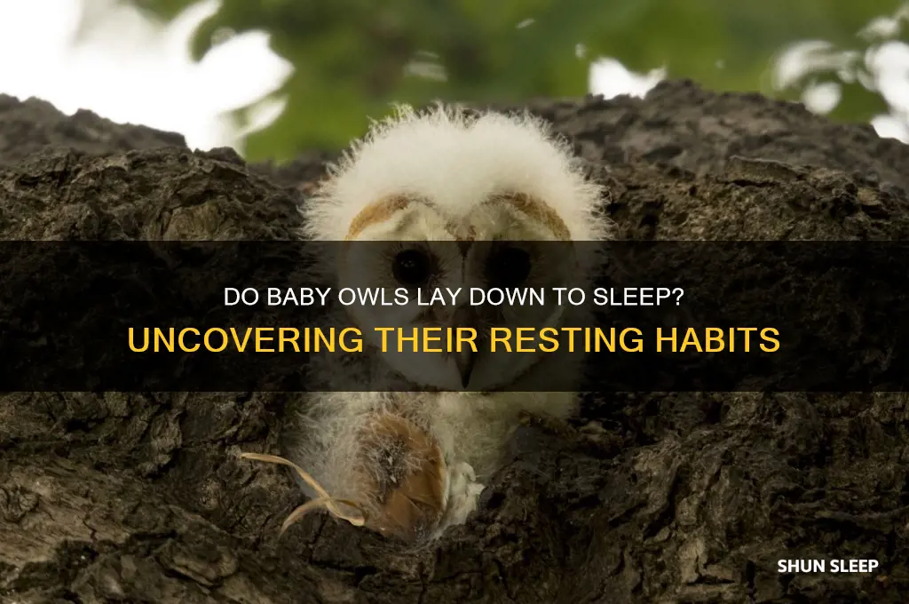 do baby owls lay down to sleep