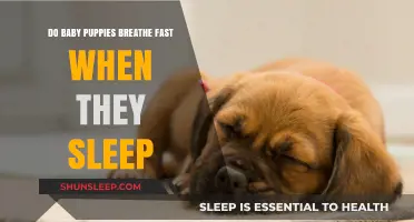 Why Do Baby Puppies Breathe Fast During Sleep? Explained