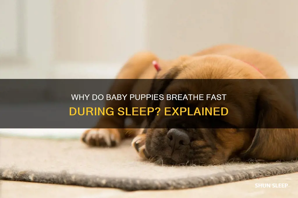do baby puppies breathe fast when they sleep
