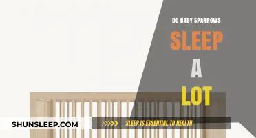 Understanding Baby Sparrow Sleep Patterns: Do They Really Sleep a Lot?