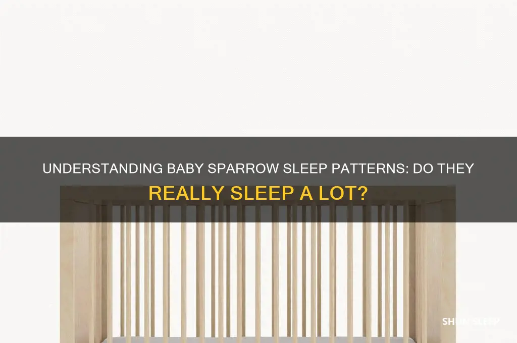 do baby sparrows sleep a lot