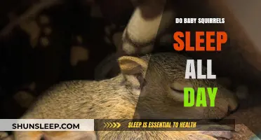 Do Baby Squirrels Sleep All Day? Uncovering Their Rest Habits