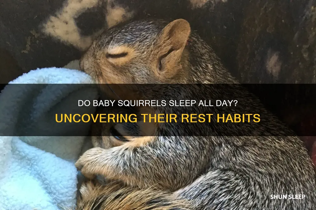 do baby squirrels sleep all day