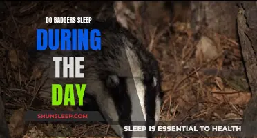 Badgers' Sleep Patterns: Day or Night?