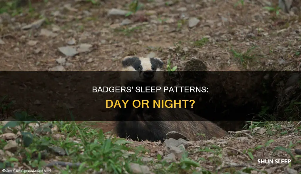 do badgers sleep during the day