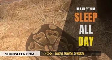 Are Ball Pythons Nocturnal? Understanding Their Sleep Patterns