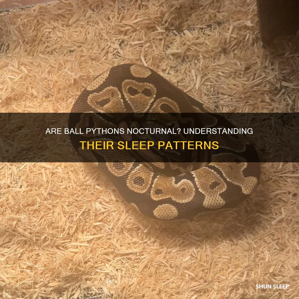 do ball pythons sleep all day