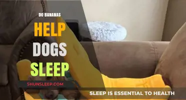 Can Bananas Improve Your Dog's Sleep Quality? Find Out Here