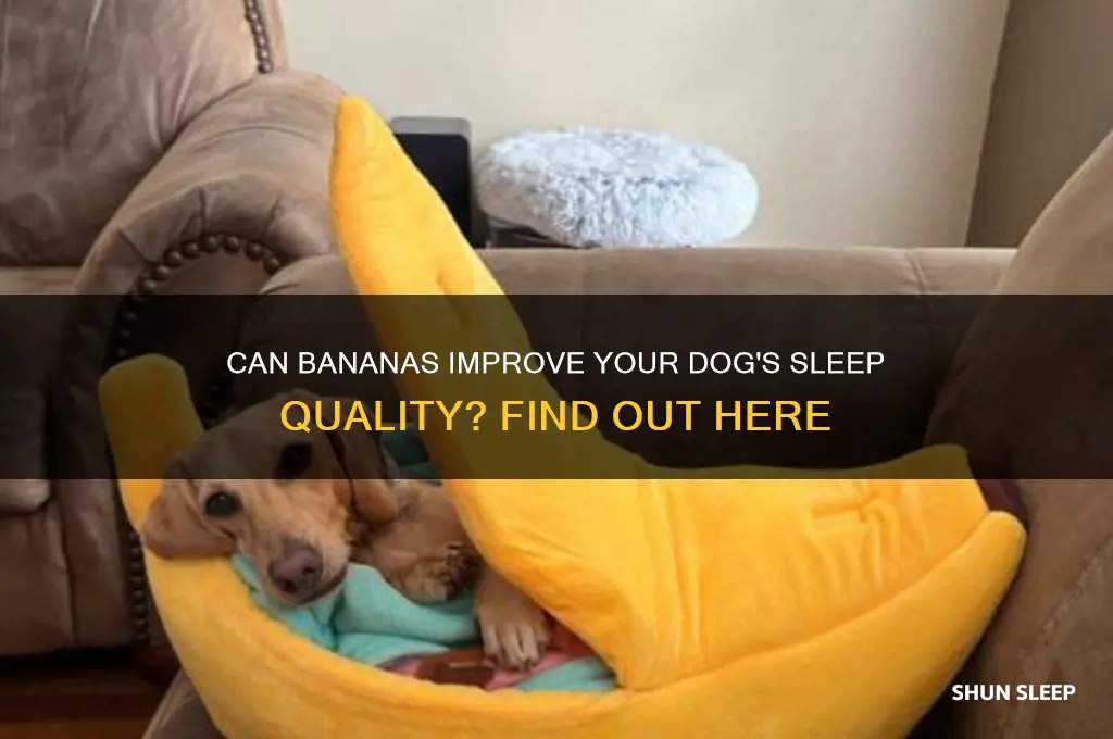 do bananas help dogs sleep