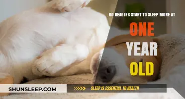Beagles' Sleep Patterns: One-Year Turning Point?