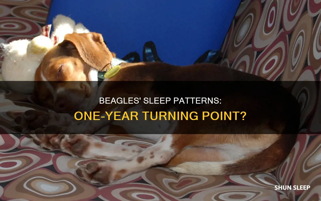 do beagles start to sleep more at one year old