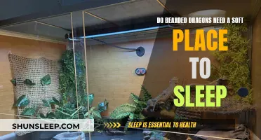 Bearded Dragons and Their Sleeping Preferences: Soft or Hard?