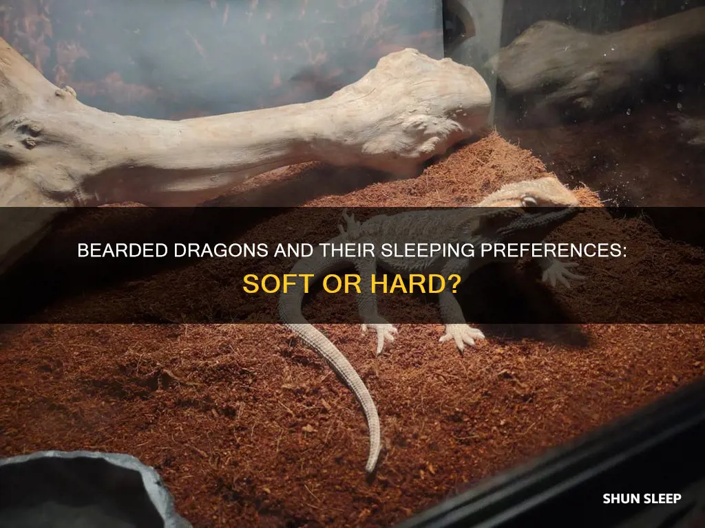 do bearded dragons need a soft place to sleep