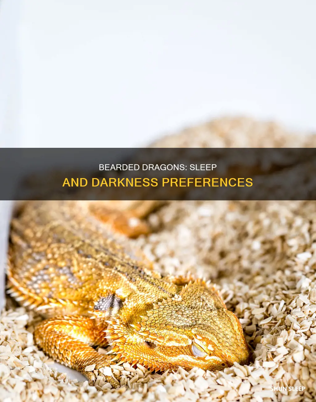 do bearded dragons need complete darkness to sleep