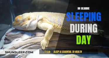 Daytime Naps: Understanding Your Beardie's Sleep Patterns