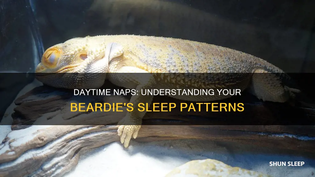 do beardie sleeping during day