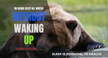 Hibernation: Do Bears Sleep Through Winter Without Stirring?