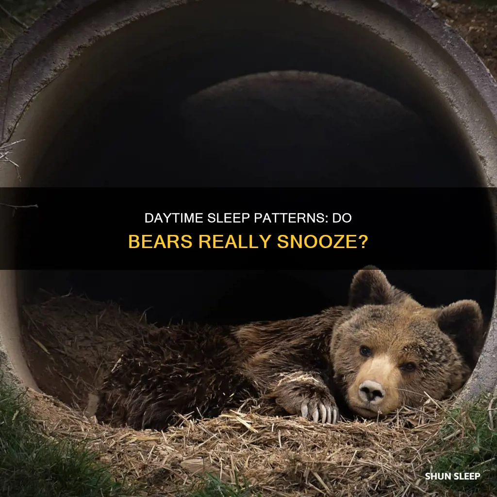 do bears sleep during the day