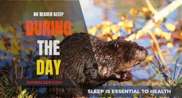 Beavers' Sleep Patterns: Day or Night?