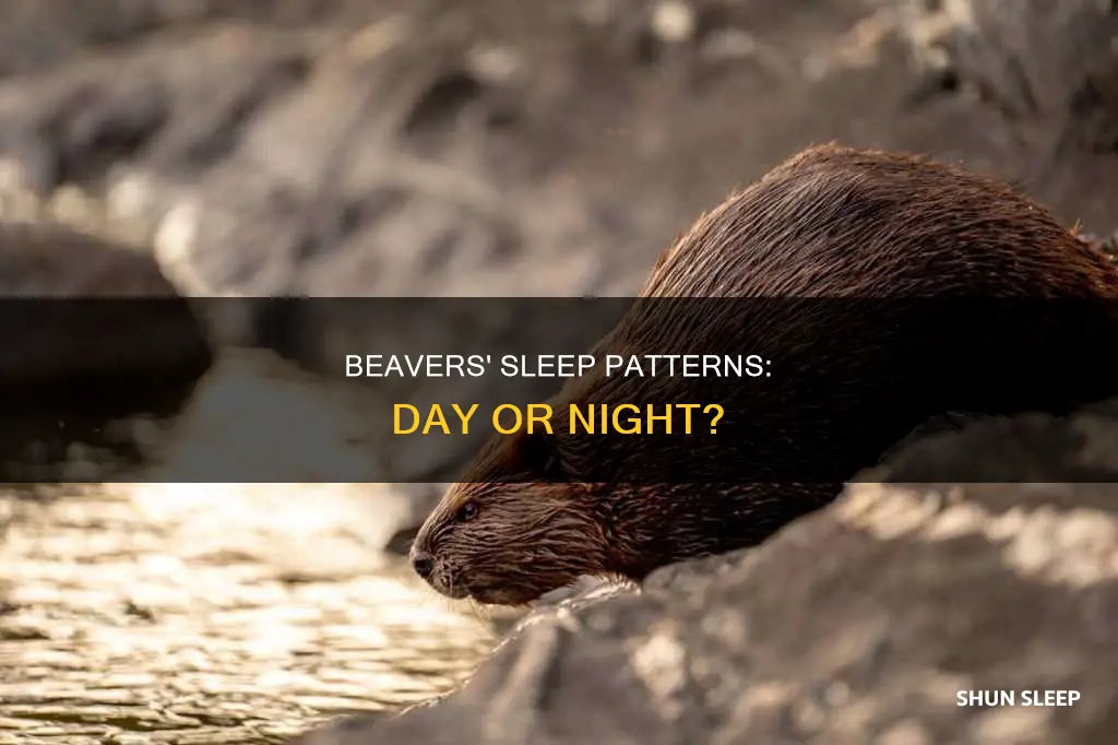 do beaver sleep during the day