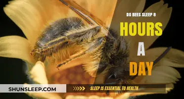 Buzzy Slumbers: Unveiling the Truth About Bee Sleep Patterns