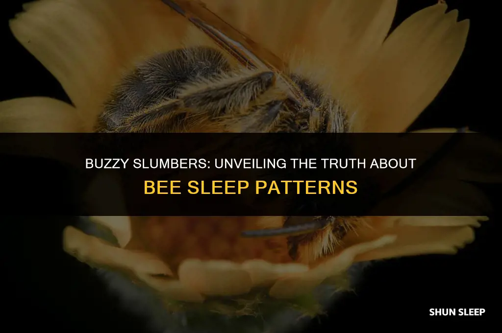do bees sleep 8 hours a day