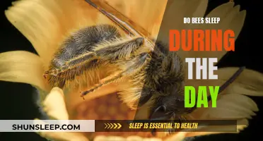 Daytime Sleep: Do Bees Need It?