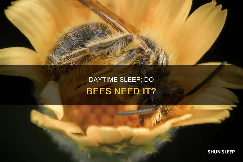 do bees sleep during the day