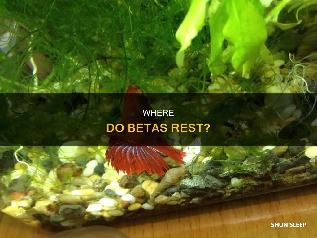 do betas need a place to sleep