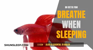 Betta Fish: Do They Breathe While Sleeping?