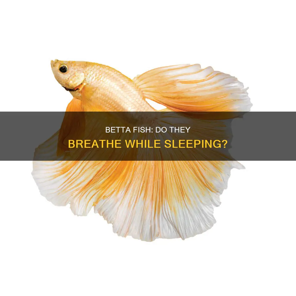 do betta fish breathe when sleeping