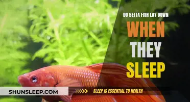 How Do Betta Fish Sleep? Do They Lay Down?