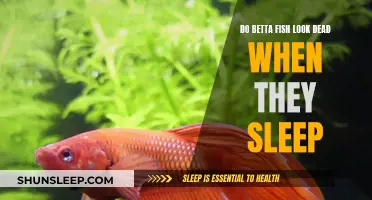 Betta Fish: Sleeping or Dead?