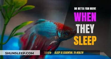 Betta Fish Sleep: Do They Move or Not?