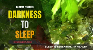 Betta Fish and Sleep: The Darkness Factor