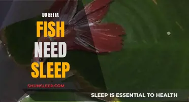 Do Betta Fish Need Sleep? Understanding Their Unique Rest Patterns