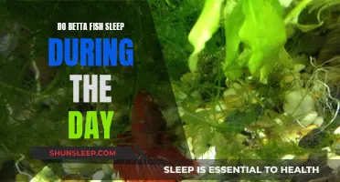 Do Bettas Sleep During the Day? Understanding Their Sleep Patterns