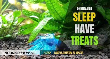 Betta Fish: Sleep and Treat Patterns Explored