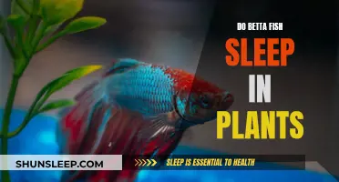 Betta Fish and Plants: Do They Sleep?
