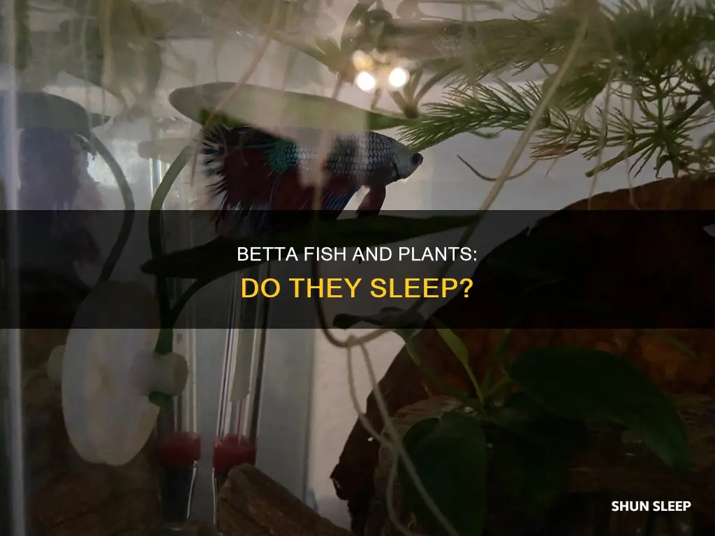 do betta fish sleep in plants