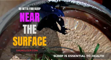 Betta Fish Sleeping: Surface or Not?