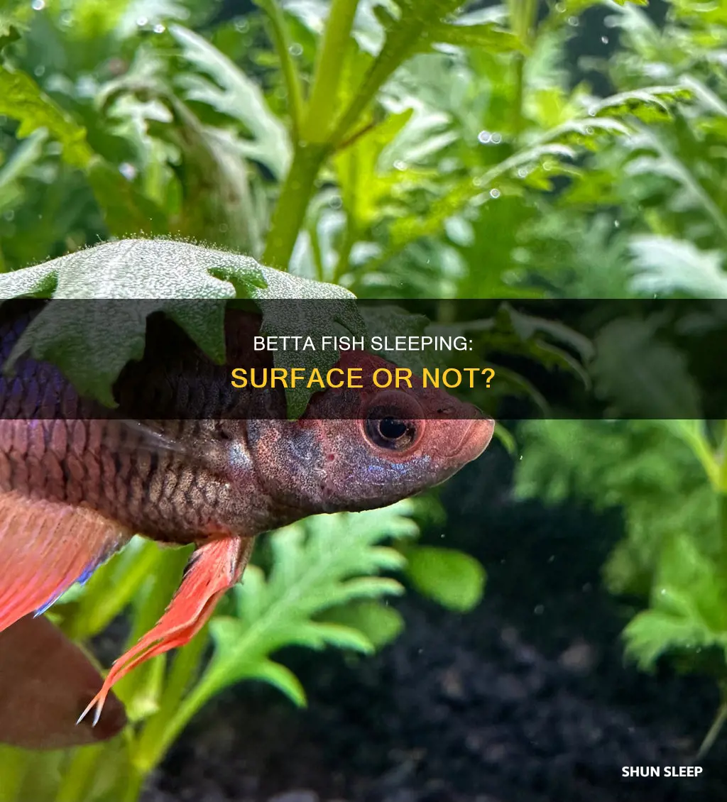 do betta fish sleep near the surface