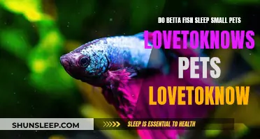 Do Bettas Sleep? Understanding Their Unique Rest Patterns