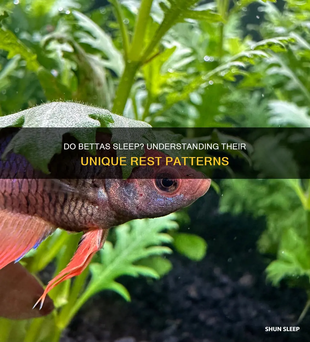 do betta fish sleep small pets lovetoknowsmall pets lovetoknow